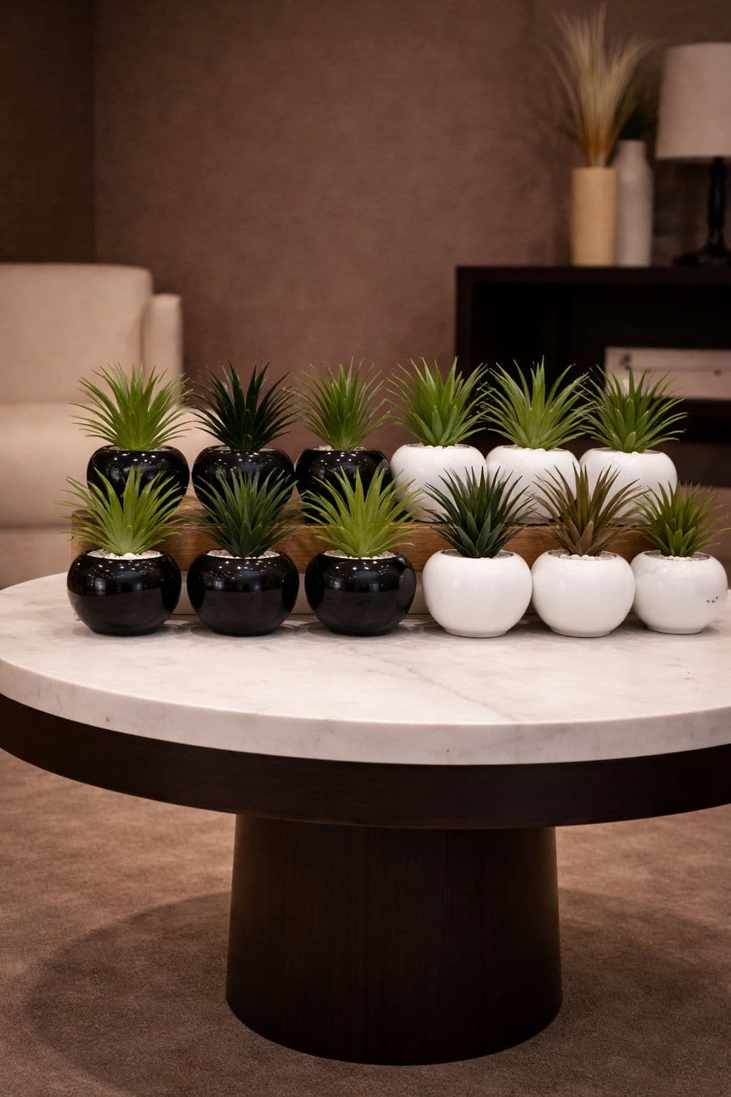 Black & White  Cactuses image